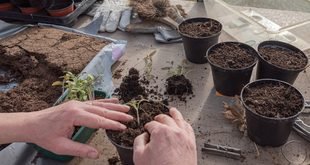 Best Soil Mix for Growing Tomatoes in Containers