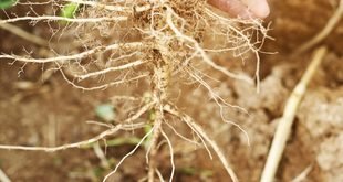 How to Repot Indoor Plants Without Damaging the Roots