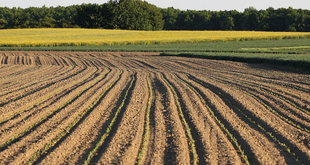 The Secret Life of Soil: Understanding the Hidden World Beneath Our Feet