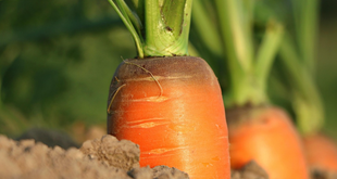 Small Space, Big Garden: Creative Gardening Ideas for Every Home