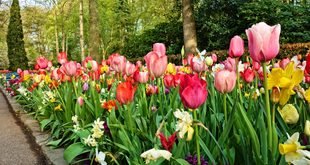 Easy Garden Border Ideas for Beginners