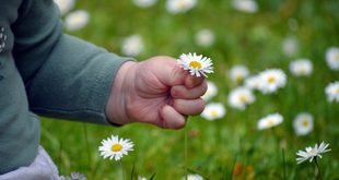 Easy Flowers to Grow in Small Garden Spaces